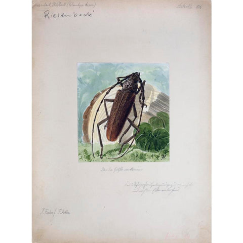 Gustav Mutzel (German, 1839-1893), Beetle