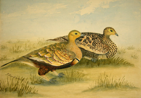 Olivia Nicholetts (British, fl. 1850-1870), Common Land Grouse