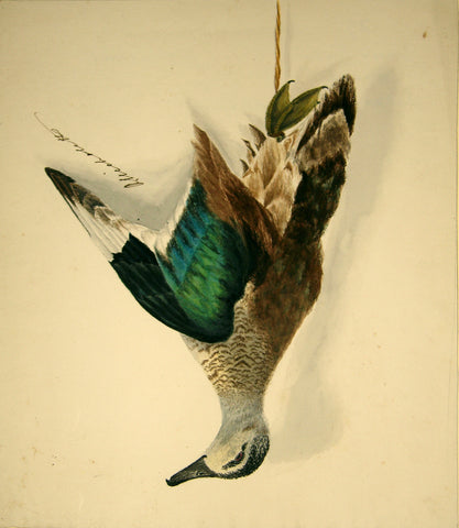 Olivia Nicholetts (British, fl. 1850-1870), Female Goose Teal, Hanging