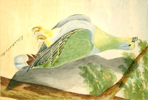 Olivia Nicholetts (British, fl. 1850-1870), Green Pigeon
