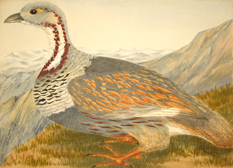 Olivia Nicholetts (British, fl. 1850-1870), Himalayan Snow Cock