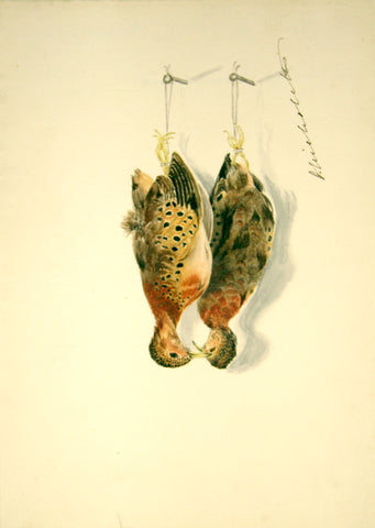 Olivia Nicholetts (British, fl. 1850-1870), Large Button Quails Hanging