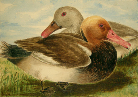 Olivia Nicholetts (British, fl. 1850-1870), Red Crested Pochard
