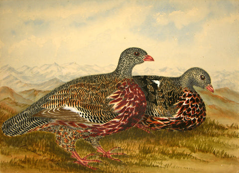 Olivia Nicholetts (British, fl. 1850-1870), Snow Partridges