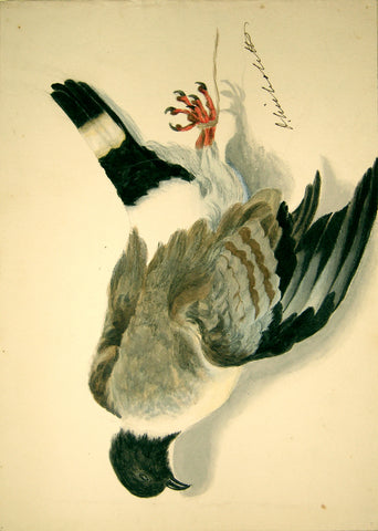 Olivia Nicholetts (British, fl. 1850-1870), Snow Pigeon Hanging