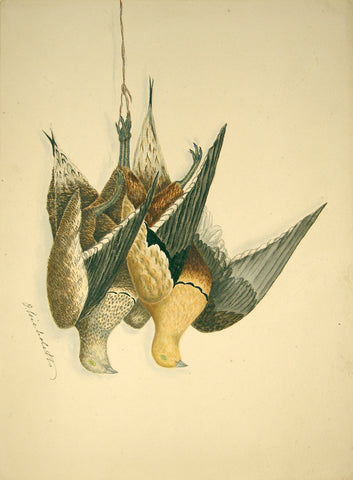 Olivia Nicholetts (British, fl. 1850-1870), The Common Landpouse