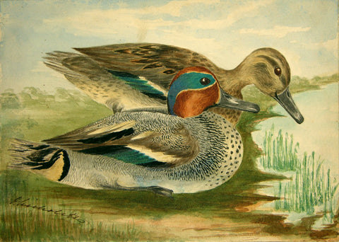 Olivia Nicholetts (British, fl. 1850-1870), The Common Teal Ducks