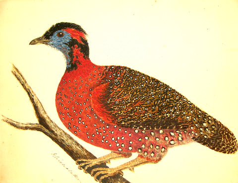 Olivia Nicholetts (British, fl. 1850-1870), The Horned Pheasant
