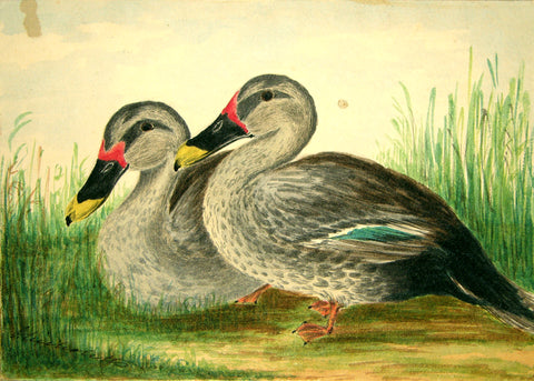 Olivia Nicholetts (British, fl. 1850-1870), The Spotted Billed Duck