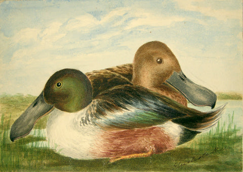 Olivia Nicholetts (British, fl. 1850-1870), Two Nestled Ducks