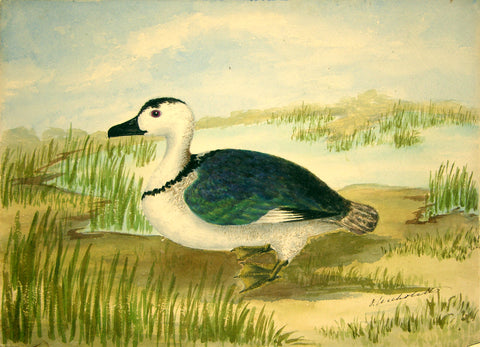 Olivia Nicholetts (British, fl. 1850-1870), White Bodied Teal Winged Goose or Cotton Teal