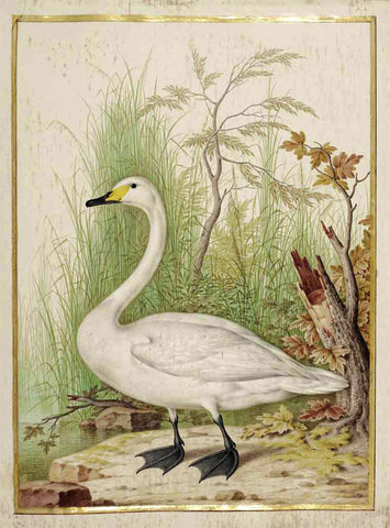Nicolas Robert (French, 1614-1685), Whooper Swan [Cygne chateur (cygnus cygnus)]