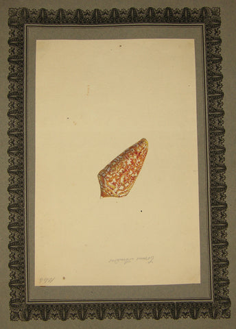 FREDERICK NODDER (BRITISH, FL. 1770 – C. 1800) & RICHARD POLYDORE NODDER (BRITISH, FL. 1793–1820) 1044, Cornus armadis