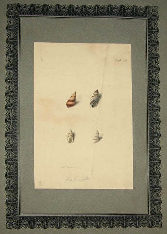 FREDERICK NODDER (BRITISH, FL. 1770 – C. 1800) & RICHARD POLYDORE NODDER (BRITISH, FL. 1793–1820) 18, Balimata