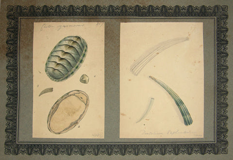 FREDERICK NODDER (BRITISH, FL. 1770 – C. 1800) & RICHARD POLYDORE NODDER (BRITISH, FL. 1793–1820) 257, Chiton squamosus & 326, Dentalium eaphantium