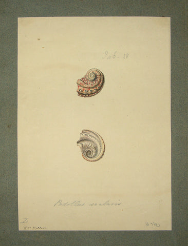 FREDERICK NODDER (BRITISH, FL. 1770 – C. 1800) & RICHARD POLYDORE NODDER (BRITISH, FL. 1793–1820) 28, Padollus scalaris
