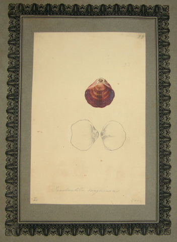 FREDERICK NODDER (BRITISH, FL. 1770 – C. 1800) & RICHARD POLYDORE NODDER (BRITISH, FL. 1793–1820) 33, Terobratula sanguinea