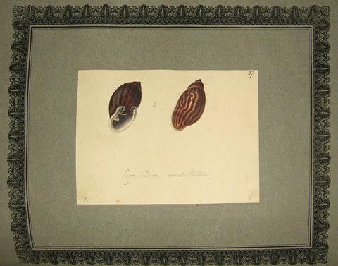 FREDERICK NODDER (BRITISH, FL. 1770 – C. 1800) & RICHARD POLYDORE NODDER (BRITISH, FL. 1793–1820) 37, Corychium undulatum
