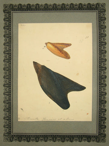 FREDERICK NODDER (BRITISH, FL. 1770 – C. 1800) & RICHARD POLYDORE NODDER (BRITISH, FL. 1793–1820) 38, Toicula phinensis et amonus
