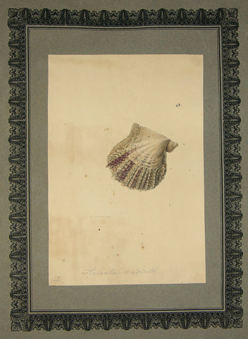 FREDERICK NODDER (BRITISH, FL. 1770 – C. 1800) & RICHARD POLYDORE NODDER (BRITISH, FL. 1793–1820) 43, Aricula radiata