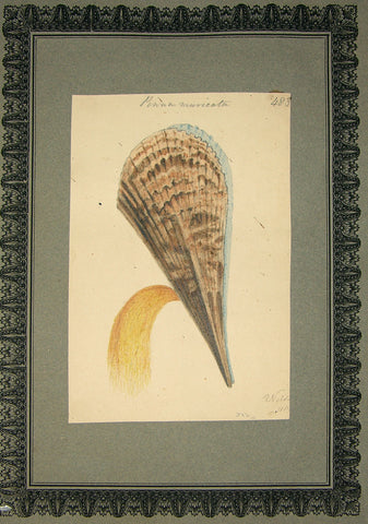 FREDERICK NODDER (BRITISH, FL. 1770 – C. 1800) & RICHARD POLYDORE NODDER (BRITISH, FL. 1793–1820) 483, Pinna muricata