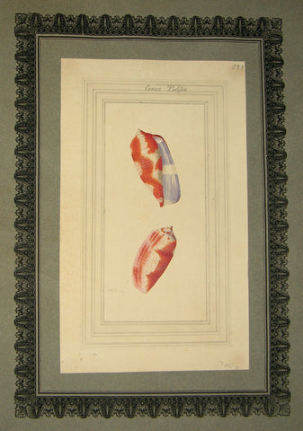 FREDERICK NODDER (BRITISH, FL. 1770 – C. 1800) & RICHARD POLYDORE NODDER (BRITISH, FL. 1793–1820) 523, Conus tulipa