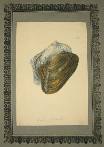 FREDERICK NODDER (BRITISH, FL. 1770 – C. 1800) & RICHARD POLYDORE NODDER (BRITISH, FL. 1793–1820) 53, Dispas plicatus