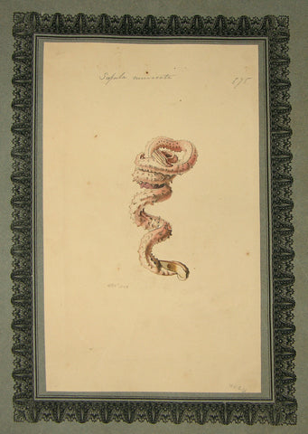 FREDERICK NODDER (BRITISH, FL. 1770 – C. 1800) & RICHARD POLYDORE NODDER (BRITISH, FL. 1793–1820) 575, Sapula muricata