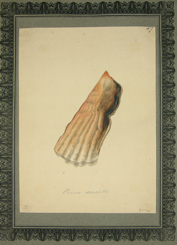 FREDERICK NODDER (BRITISH, FL. 1770 – C. 1800) & RICHARD POLYDORE NODDER (BRITISH, FL. 1793–1820) 57, Pinna succata