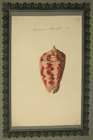 FREDERICK NODDER (BRITISH, FL. 1770 – C. 1800) & RICHARD POLYDORE NODDER (BRITISH, FL. 1793–1820) 596, Buccinum rumphie