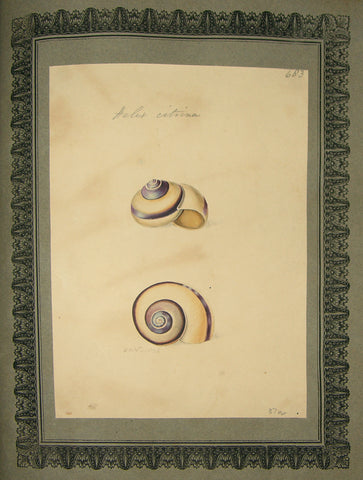FREDERICK NODDER (BRITISH, FL. 1770 – C. 1800) & RICHARD POLYDORE NODDER (BRITISH, FL. 1793–1820) 683, Helixcitrina