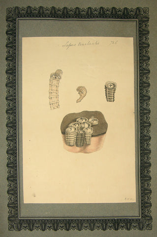 FREDERICK NODDER (BRITISH, FL. 1770 – C. 1800) & RICHARD POLYDORE NODDER (BRITISH, FL. 1793–1820) 726, Leopus trachaelis