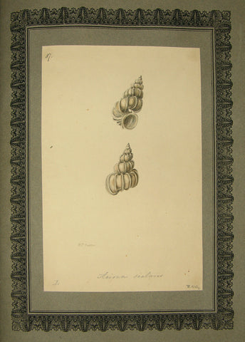 FREDERICK NODDER (BRITISH, FL. 1770 – C. 1800) & RICHARD POLYDORE NODDER (BRITISH, FL. 1793–1820) 87, Aoiana scalares