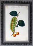 Richard Polydore Nodder (British, fl. 1793–1820) A Collection of Entomological Drawings