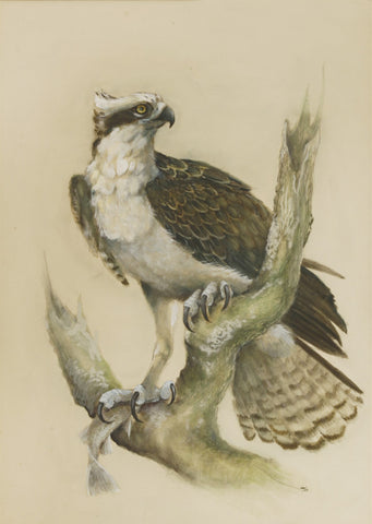 Norman Orr (Scottish, 1924-1993), Osprey with Fish
