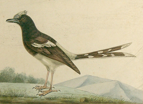 Paul - Louis Oudart (French, 1796-1850), Bird Study