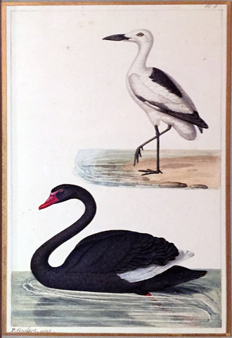 Paul - Louis Oudart (French, 1796-1850), Crab Plover and Black Swan