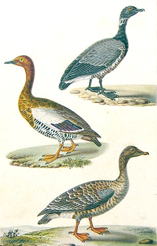 Paul - Louis Oudart (French, 1796-1850), Duck Study