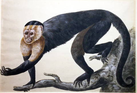 Peter Paillou (British, 1720-1790) A Male from Brasil as Large as Life [Monkey]