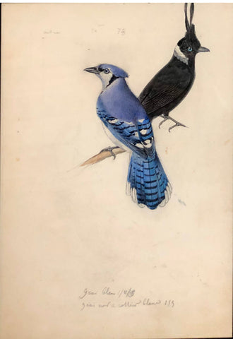 Hippolyte Pauquet & Polydore Pauquet (French 19th century), “Geai Geai noir a collae bleu Geai bleu”