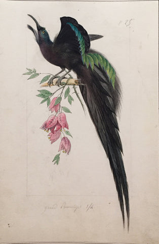 Hippolyte Pauquet & Polydore Pauquet (French 19th century), “Le Grand Promerops, Bird of Paradise”