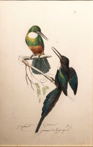 Hippolyte Pauquet & Polydore Pauquet (French 19th century), [Prepared for plate 11, Oiseaux mouche. Rubus Topaze]