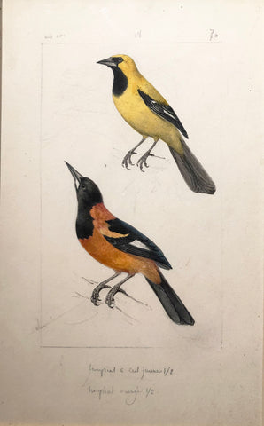 Hippolyte Pauquet & Polydore Pauquet (French 19th century), [Prepared for plate 70, Tropial l’orange]