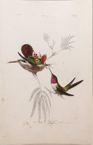 Hippolyte Pauquet & Polydore Pauquet (French 19th century), “Hummingbirds”