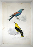 Hippolyte Pauquet & Polydore Pauquet (French 19th century), An Album of Original Watercolor Drawings for [PREVSOT, Florent - LEMAIRE, C.L. “Histoire Naturelle des Oiseaux d’Europe (Passereaux)”.