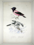 Hippolyte Pauquet & Polydore Pauquet (French 19th century), An Album of Original Watercolor Drawings for [PREVSOT, Florent - LEMAIRE, C.L. “Histoire Naturelle des Oiseaux d’Europe (Passereaux)”.