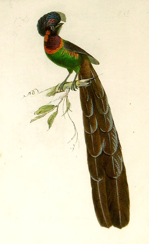 Hippolyte Pauquet & Polydore Pauquet (French 19th century), Bird of Paradise