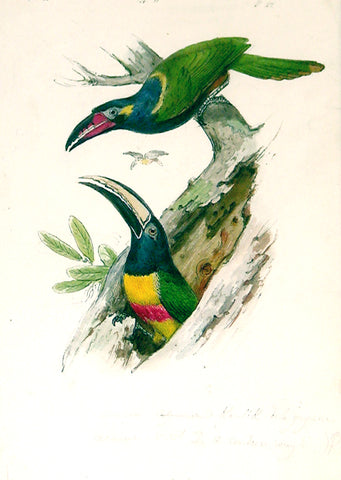 Hippolyte Pauquet & Polydore Pauquet (French 19th century), [Toucans]