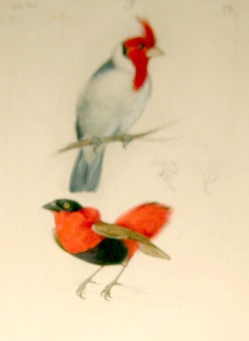 Hippolyte Pauquet & Polydore Pauquet (French 19th century), Untitled [Red and White Birds]