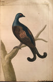 Thomas Pennant (British, 1726-1798), The British Zoology